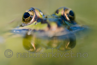 BB 15 0559 / Pelophylax esculentus / Hybridfrosk